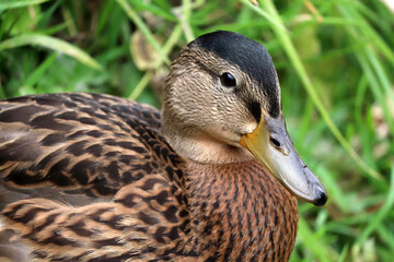 Duck at the park in Devon