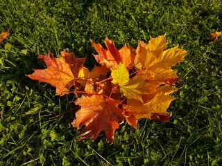 Close-up of multi-colored maple leaves on the green grass of the lawn in the yellow light of the autumn sun.