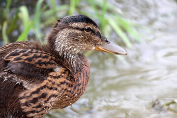 Duck at the park in Devon