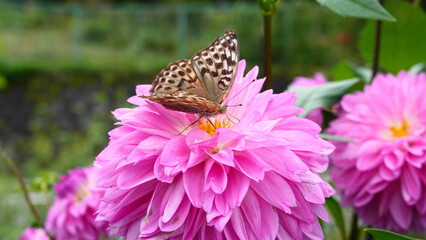 オレンジのダリアの花とタテハチョウ(ミドリヒョウモン)　2848