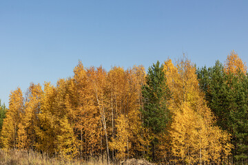 beautiful,natural trees with colorful leaves,coniferous trees in the forest in autumn against the blue sky