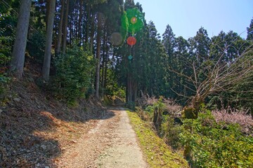 Fototapeta na wymiar 日本の京都の水尾のトレッキングコースと杉林