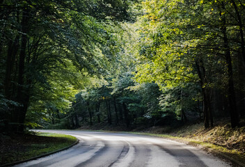 Landstraße mit uneinsehbarer Kurve im Wald 