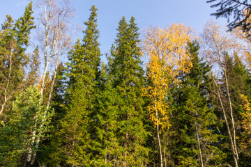 colorful beautiful trees in autumn against the blue sky