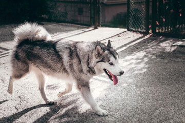 Female Malamute, a huge friendly Northern sled dog breed on a walk. A large fluffy Alaskan Malamute of gray and white color walks on the street.