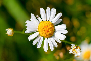 Fototapeta premium daisy flower