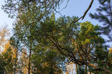 beautiful,natural trees with colorful leaves,coniferous trees in the forest in autumn against the blue sky