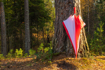 autumn story, beautiful colorful autumn forest with beautiful trees with colorful trees,plants,shrubs,leaves on the shore of a natural pond and umbrella