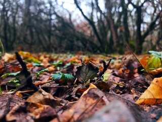 autumn leaves on the ground