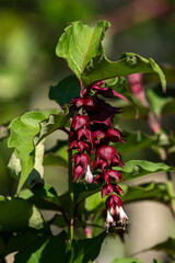 Leycesteria formosa a red purple summer autumn fall flowering shrub commonly known as Himalayan Honeysuckle stock photo image