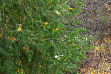 beautiful,natural trees with colorful leaves,coniferous trees in the forest in autumn © TANIANA GRYAZNEVA