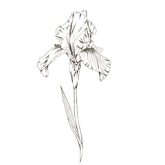 Vintage stylr hand drawn iris flower sketch