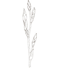 Fototapeta premium cute iris flower sketch home decor element