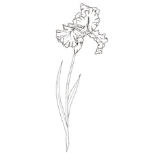 lovely iris flower outline hand drawn element