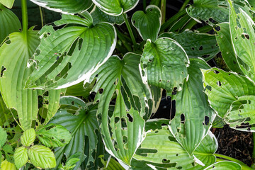 Hosta plant also known as plantain lily with snail and slug damage which is a spring summer flower herbaceous perennial stock photo image