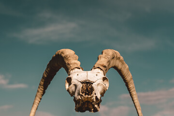 goat skull with horns