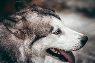 A female Malamute with beautiful intelligent brown eyes. Portrait of a charming fluffy gray-white Alaskan Malamute close-up. Beautiful huge friendly sled dog breed.