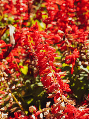 Sauge écarlate (Salvia splendens) ou sauge rouge à épis floraux rouge brillant au dessus d'un feuillage vert-foncé sur tige dressée