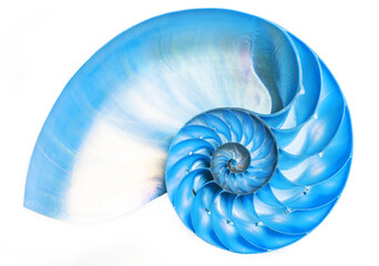 Blue detail of nautilus spiral shell