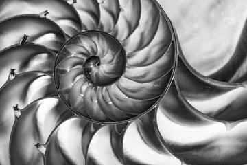 Detail of nautilus spiral shell in black and white - 382628497