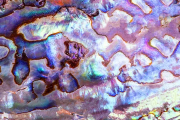 Fotobehang Detail of polished paua abalone shell © Fyle