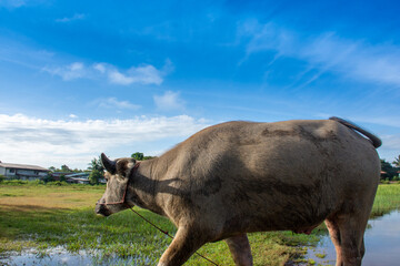 Buffalo, a various caracters of Thai buffaloes, water buffaloes.