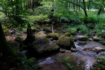 Wald, Steine, Bach