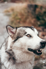 A female Malamute with beautiful intelligent brown eyes. Portrait of a charming fluffy gray-white Alaskan Malamute close-up. Beautiful huge friendly sled dog breed.