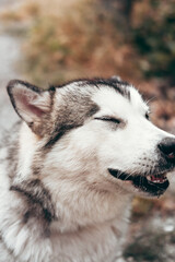 A female Malamute with beautiful intelligent brown eyes. Portrait of a charming fluffy gray-white Alaskan Malamute close-up. Beautiful huge friendly sled dog breed.