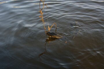 Summer fishing, pike fishing, spinning on the lake