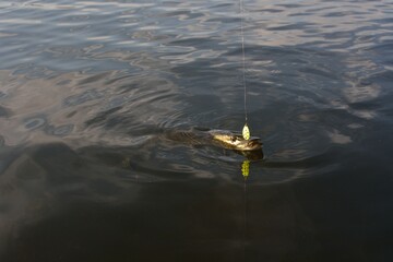 Summer fishing, pike fishing, spinning on the lake