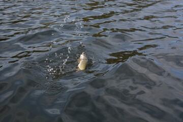 Summer fishing, pike fishing, spinning on the lake