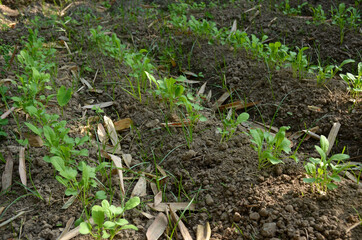 bunch the small ripe green spinach plant seedlings in the garden.