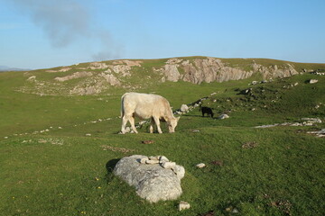 Fototapeta premium Cattle grazing on hilly farmland amongst rocks, County Galway, Ireland
