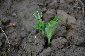 the small ripe green peas plant seedlings in the garden.