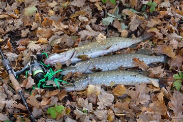 Summer fishing, pike fishing, spinning on the lake