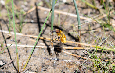 A Bee Fly in the Genus Villa Perched Near the Ground in the Mountains of Colorado