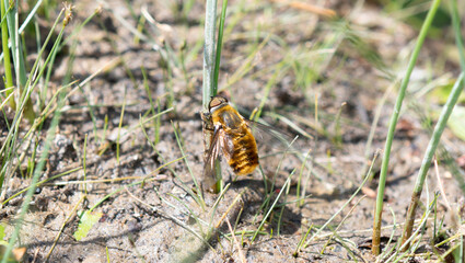 A Bee Fly in the Genus Villa Perched Near the Ground in the Mountains of Colorado
