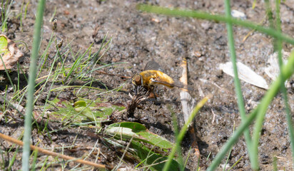A Bee Fly in the Genus Villa Perched Near the Ground in the Mountains of Colorado