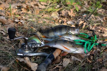 Summer fishing, perch fishing spinning reel on the lake
