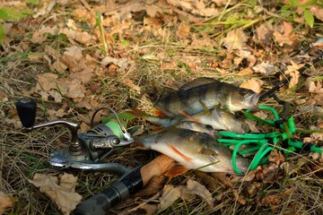 Summer fishing, perch fishing spinning reel on the lake
