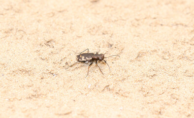 Bronzed Tiger Beetle (Cicindela repanda) on a Sandy Lake Bottom in Colorado