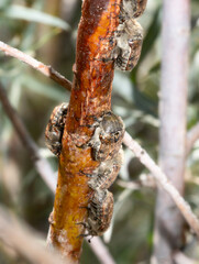 A Large Gathering of Bumble Flower Beetles (Euphoria inda) on a Stalk of a Russian Olive Plant in Colorado