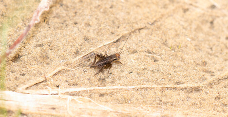 A Striped Ground Cricket (Allonemobius fasciatus) Perched on a Sandy Lake Bottom in Northern Colorado