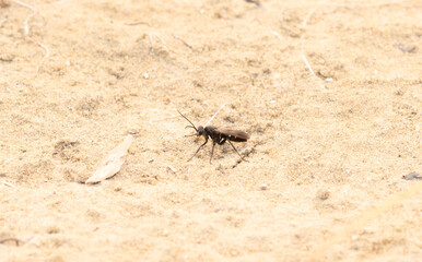 Two-spotted Spider Wasp (Episyron biguttatus) Hunting on a Sandy Lake Bottom in Colorado