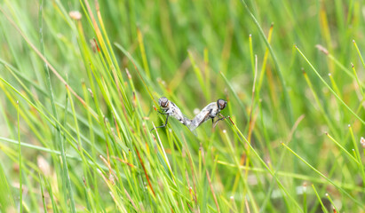 Two Bee Flies (Villa lateralis) in the Family Bombyliidae, a Pollinator, Copulating in Green Vegetation