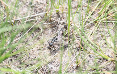 A Bee Fly (Villa lateralis) in the Family Bombyliidae,  a Pollinator on the Ground in Colorado