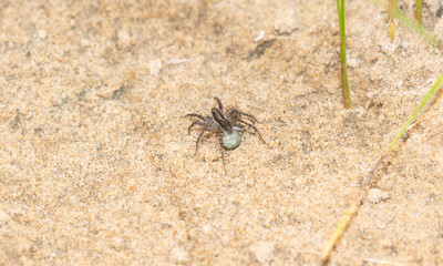 A Female Wolf Spider in the Family Lycosidae Guards her Egg Sac within her Back Legs Attached to her Spinnerets