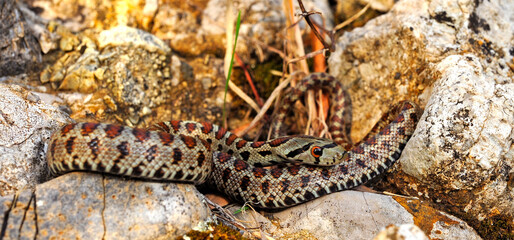 Leopard snake from Greece / Leopardnatter (Zamenis situla) aus Griechenland