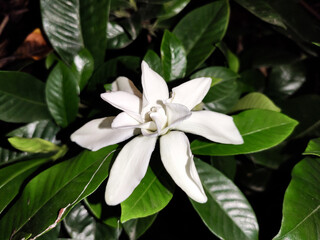White Gardenia flower with green leaves. Perfect Gardenia with lots of quality. stock images/photography.
